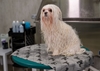 Picture of Show Tech+ Dry Mate Towel Ultra Absorbent, Durable Dog Towel